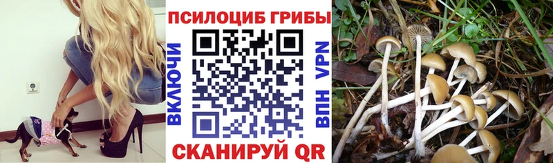 Купить  Красный Сулин  Псилоцибиновые грибы прущие грибы 